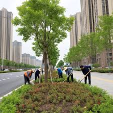 2026世界杯官网 宜都城市绿化带植物叫什么